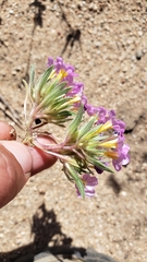 Nama aretioides multiflora