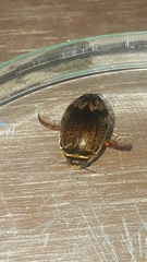 Thermonectus circumscriptus