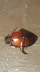 Thermonectus circumscriptus