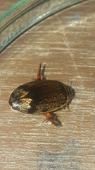 Thermonectus circumscriptus