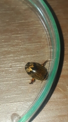 Thermonectus circumscriptus