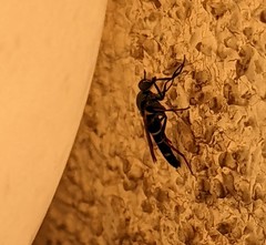 Ozodiceromyia nigrimana