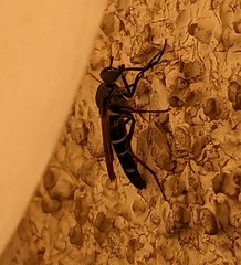 Ozodiceromyia nigrimana