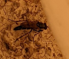 Ozodiceromyia nigrimana