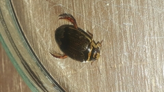 Thermonectus circumscriptus