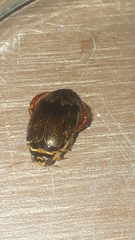 Thermonectus circumscriptus