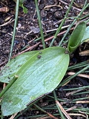 Spiranthes australis