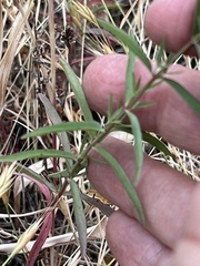 Hypericum concinnum