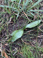 Spiranthes australis