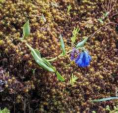 Mertensia longiflora