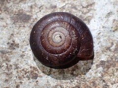 Glyptostoma gabrielense
