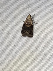 Acrobasis palliolella