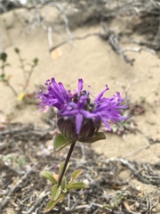 Monardella sinuata nigrescens