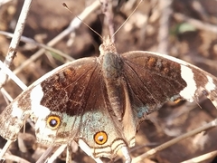 Junonia orithya