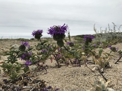 Monardella sinuata nigrescens