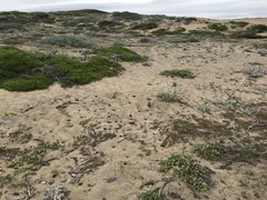 Monardella sinuata nigrescens