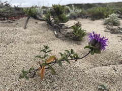 Monardella sinuata nigrescens