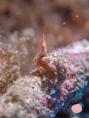 Sagaminopteron psychedelicum