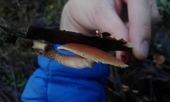 Pholiota multicingulata