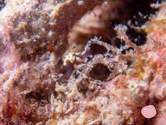 Colpodaspis thompsoni