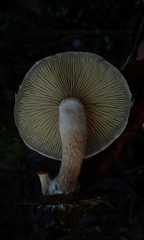 Pholiota multicingulata