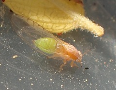 Trioza bakeri