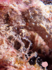 Colpodaspis thompsoni