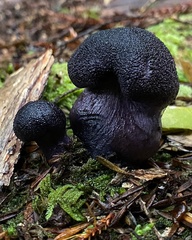 Cortinarius kioloensis