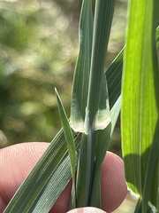 Phalaris canariensis