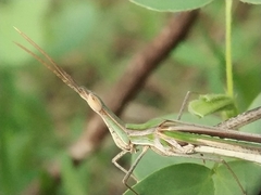 Insecta