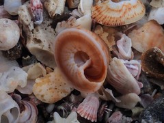 Adelphotectonica reevei