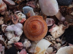 Adelphotectonica reevei