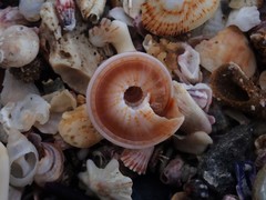 Adelphotectonica reevei