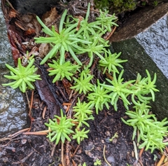 Sedum stenopetalum