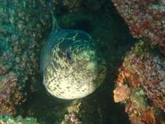 Gymnothorax pseudothyrsoideus