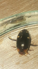 Hydaticus rimosus