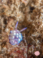 Goniobranchus hintuanensis