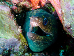 Gymnothorax pseudothyrsoideus