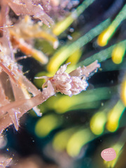 Favorinus mirabilis