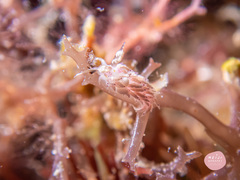 Favorinus mirabilis