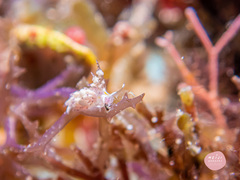 Favorinus mirabilis