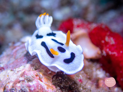 Chromodoris alcalai