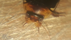 Hydaticus rimosus