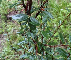 Cercocarpus ledifolius