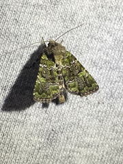 Oligia chlorostigma