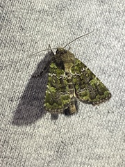 Oligia chlorostigma