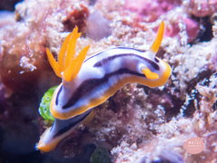 Chromodoris strigata
