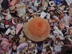 Adelphotectonica reevei