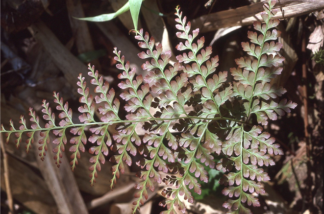 Leucostegia truncata