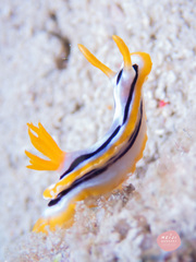 Chromodoris strigata
